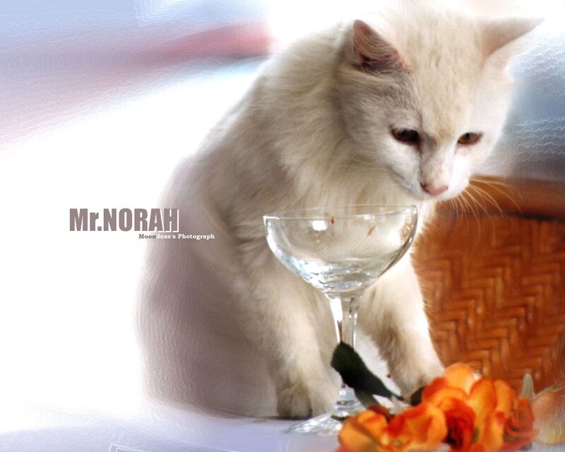 White cat with glass