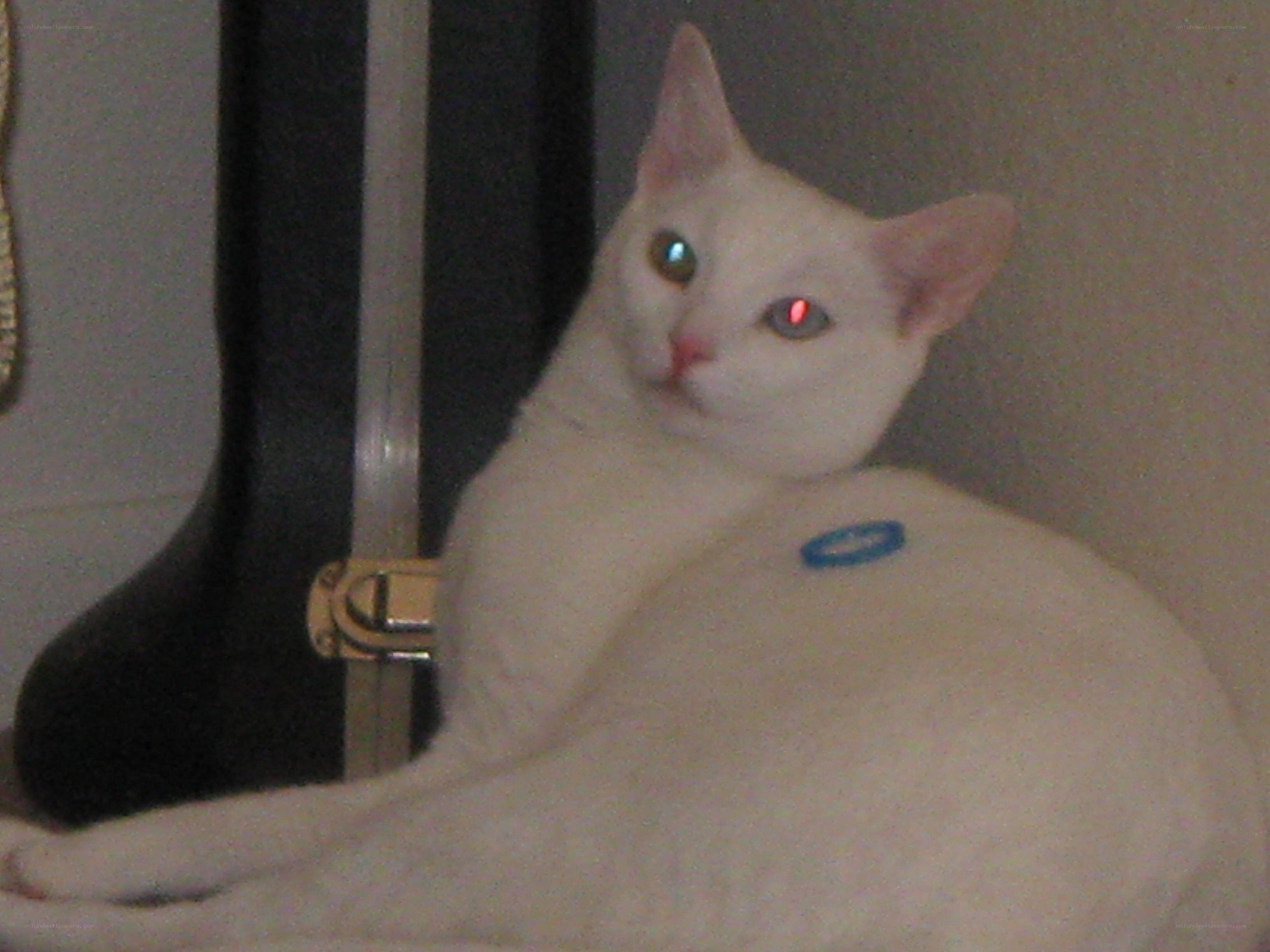 white cat with glowing eyes