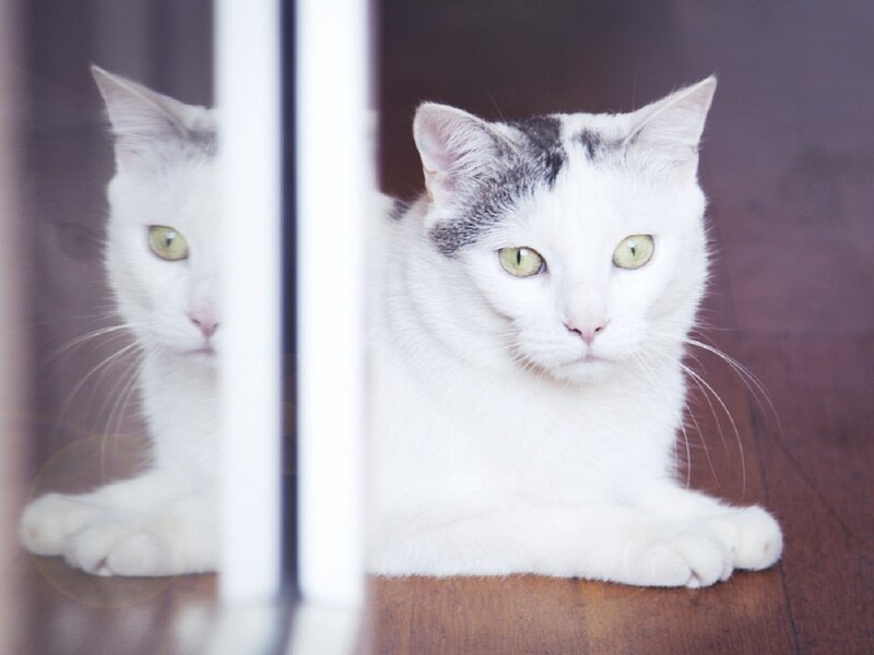 White Cat with Gray Patches