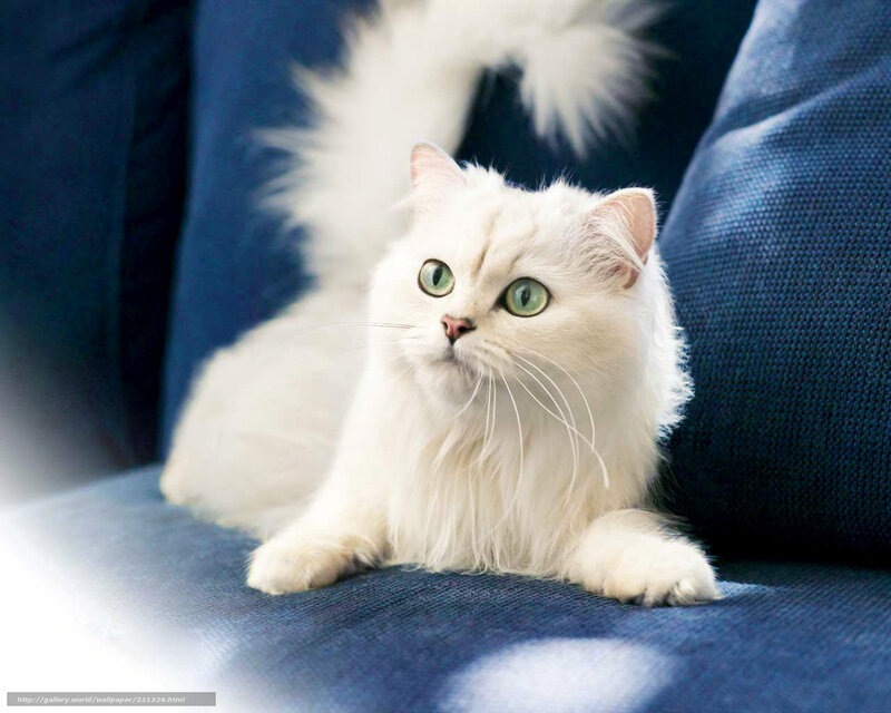 white cat with green eyes