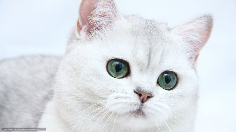 white cat with green eyes