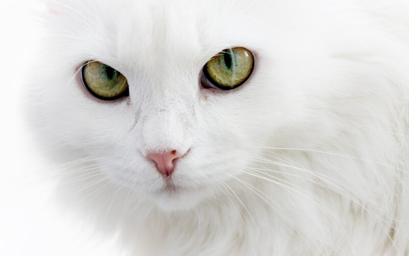 white cat with green eyes