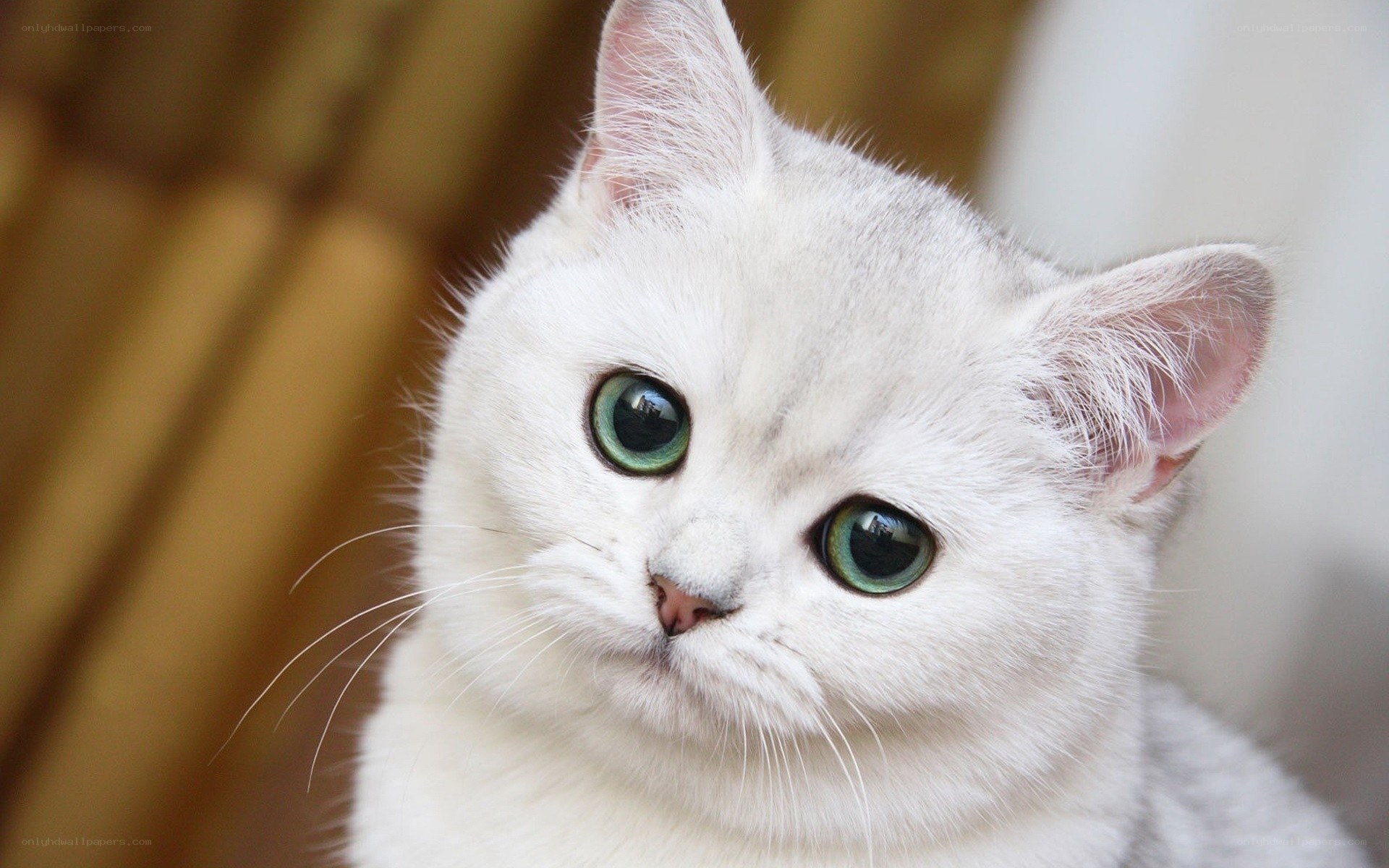 white cat with green eyes