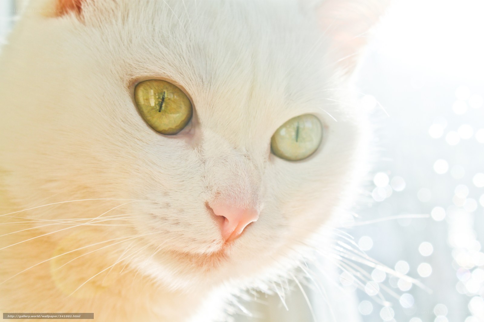 white cat with green eyes