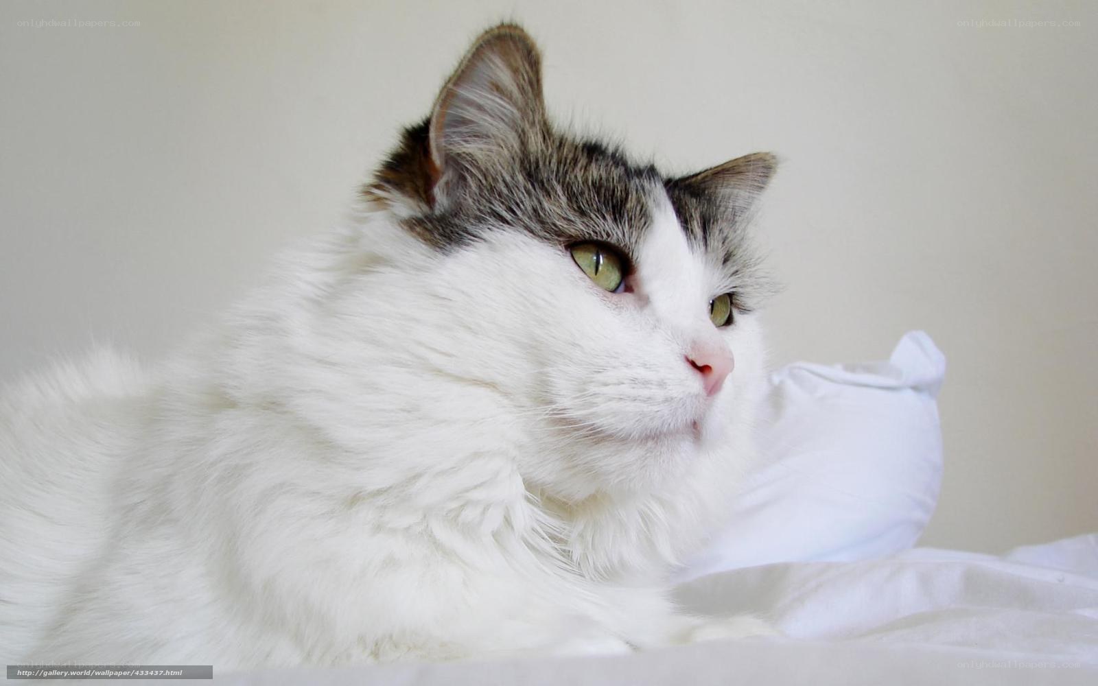 white cat with green eyes
