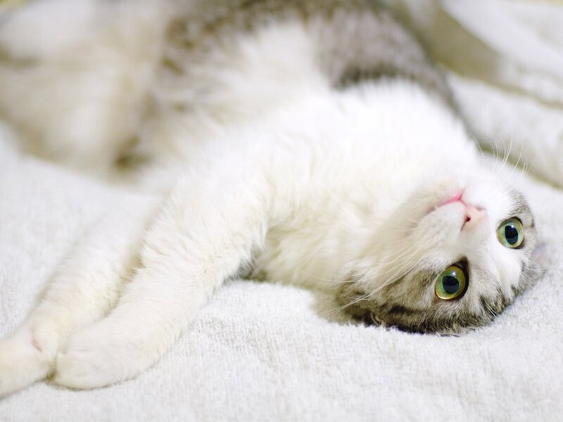 white cat with green eyes