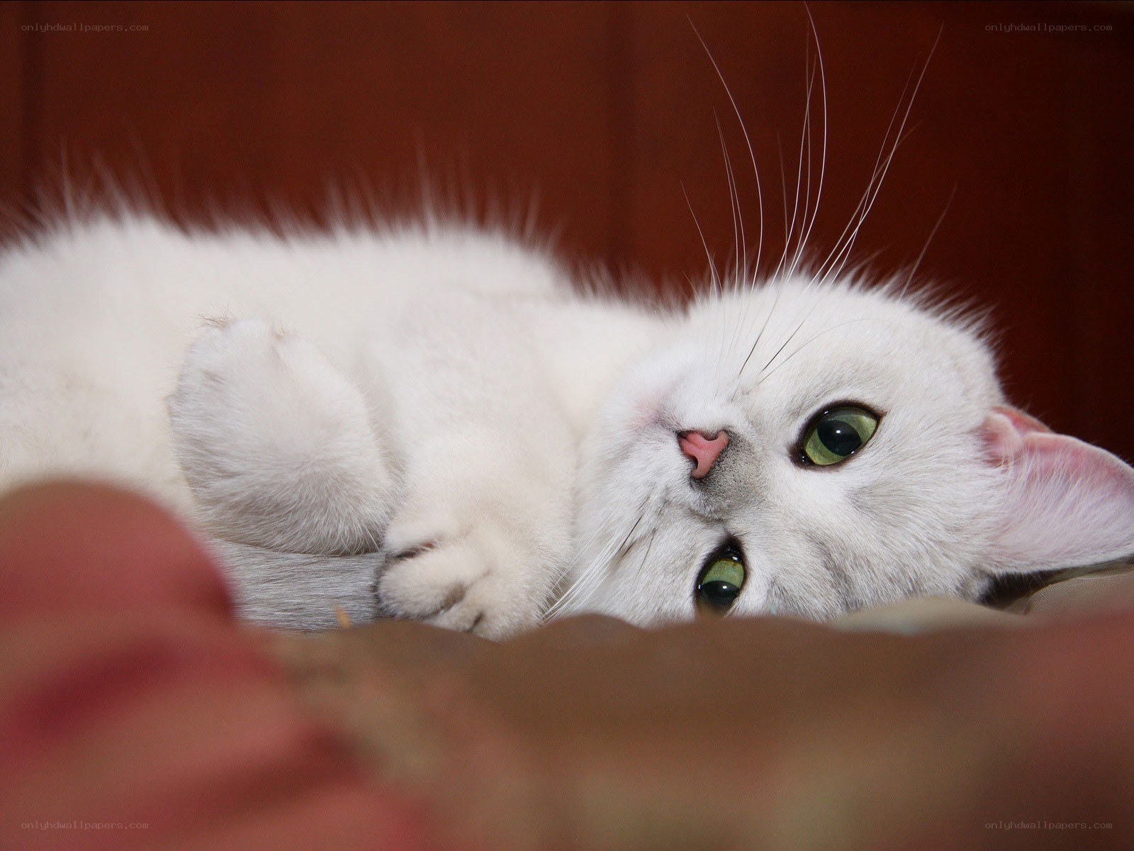 white cat with green eyes