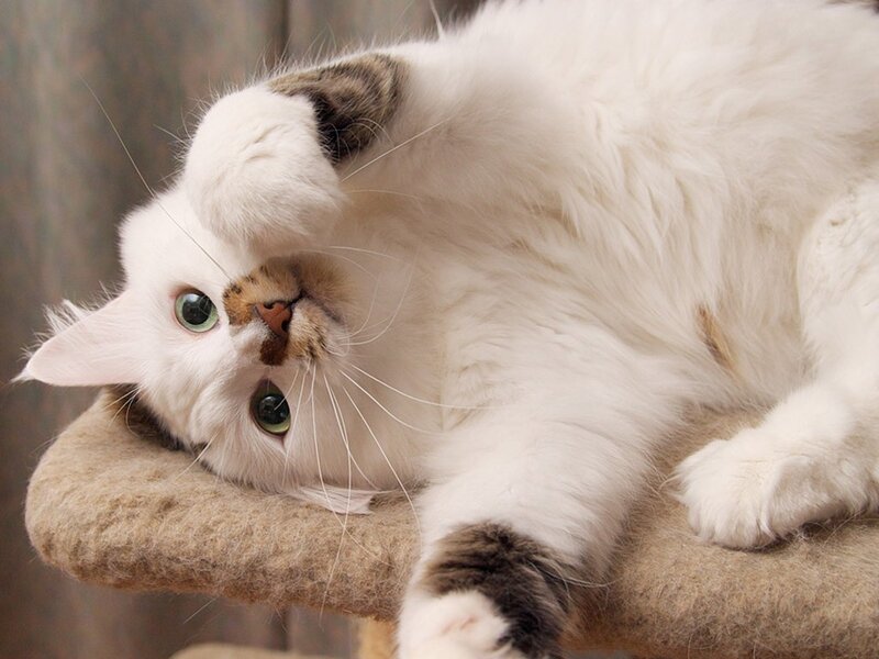 white cat with green eyes
