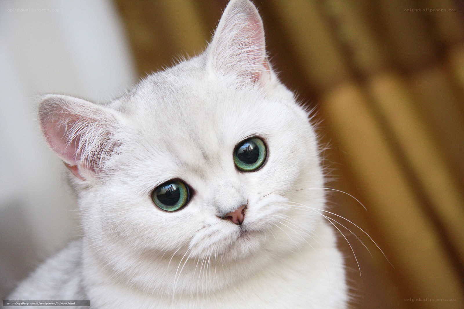 white cat with green eyes