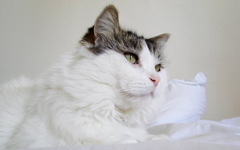 white cat with green eyes