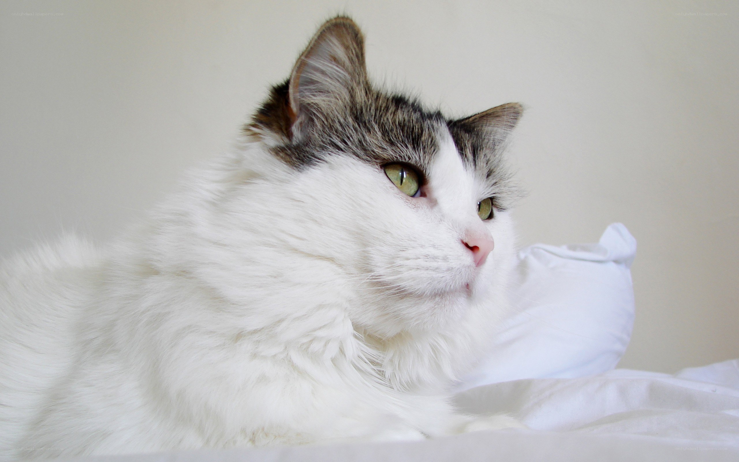 white cat with green eyes