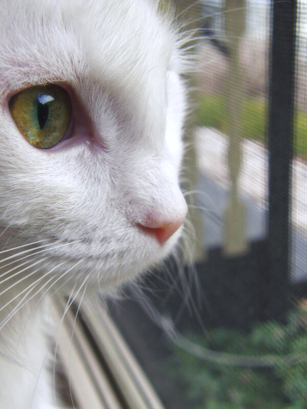 white cat with green eyes