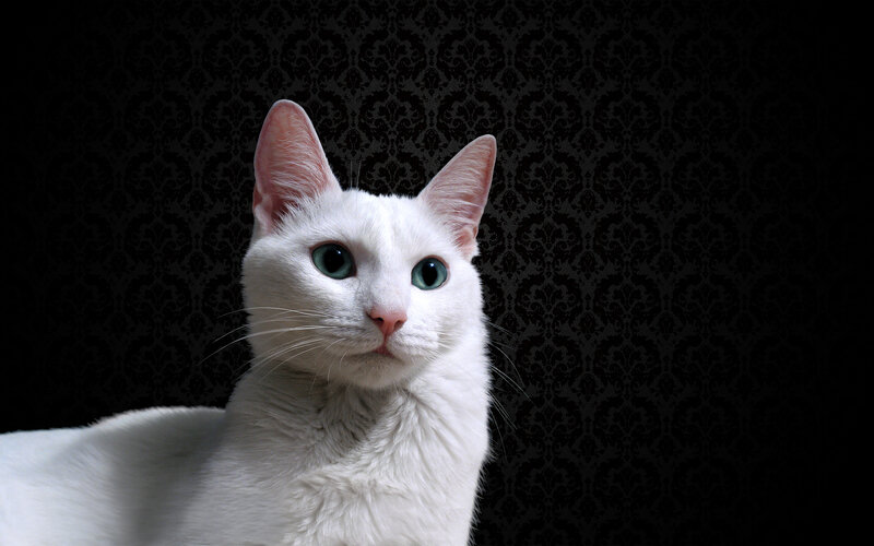 white cat with green eyes