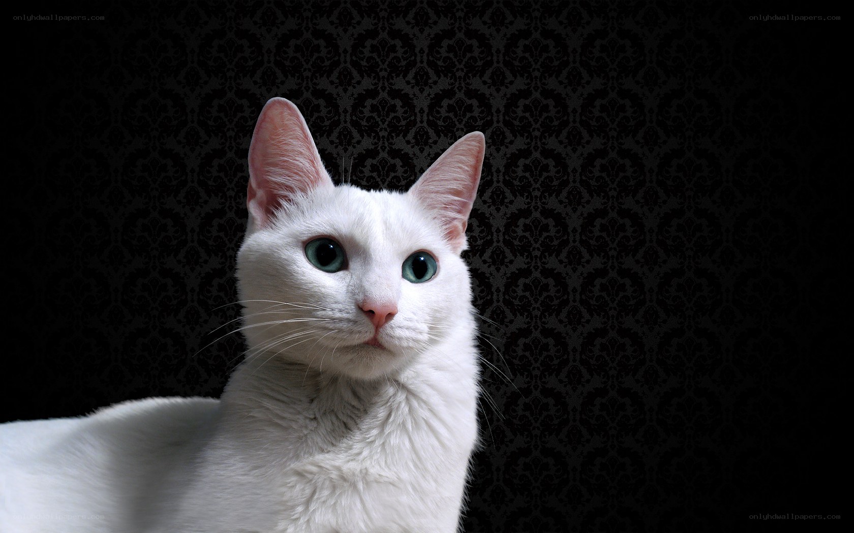 white cat with green eyes
