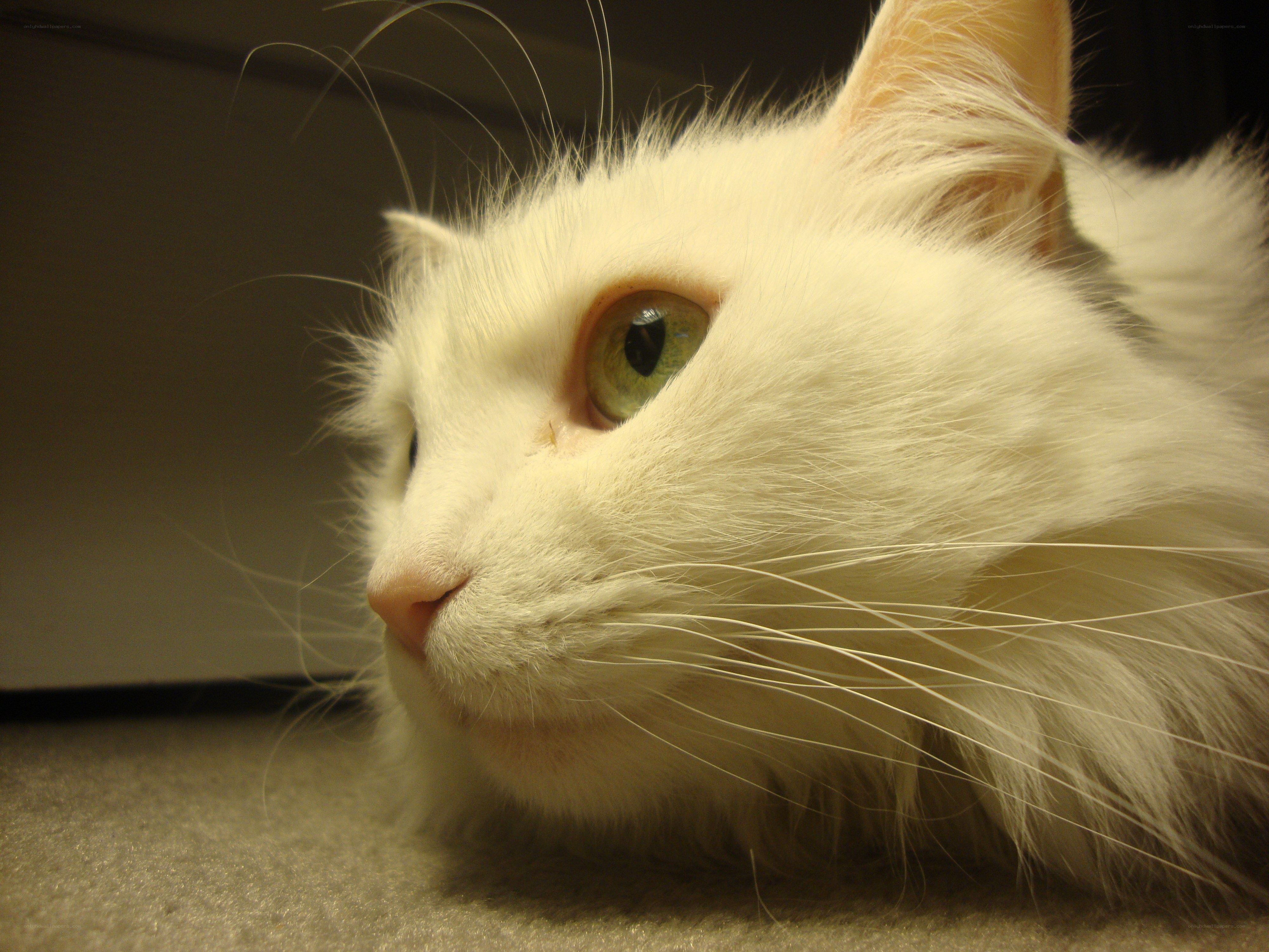 white cat with green eyes