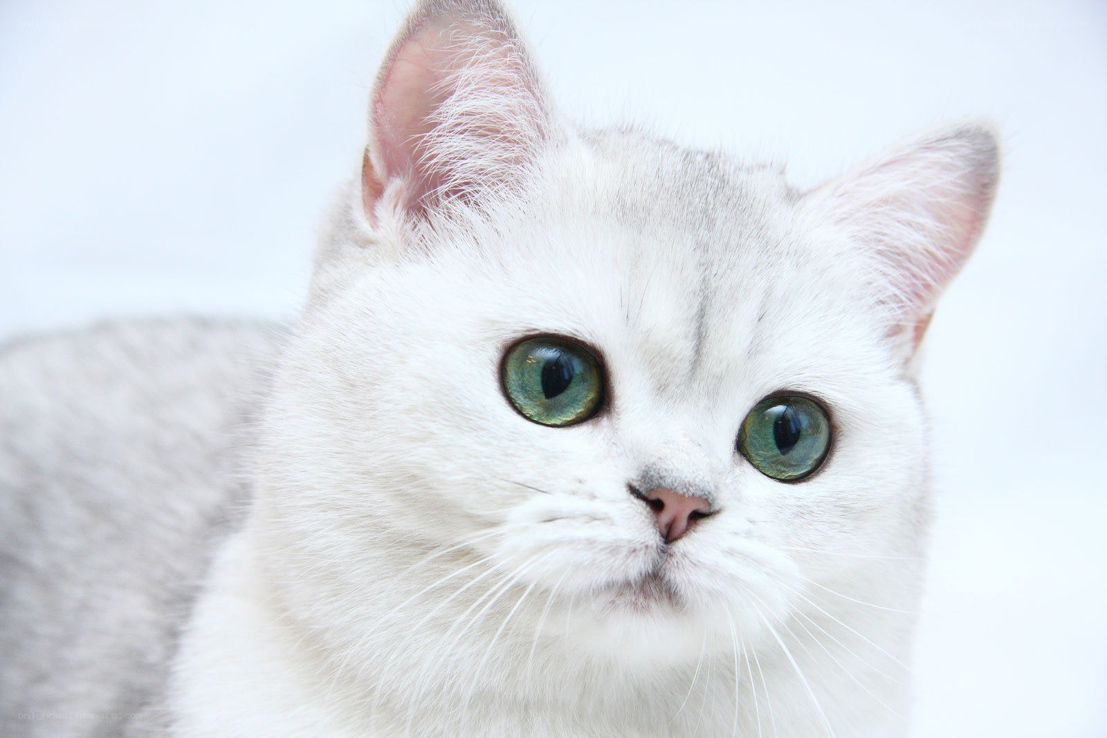 white cat with green eyes