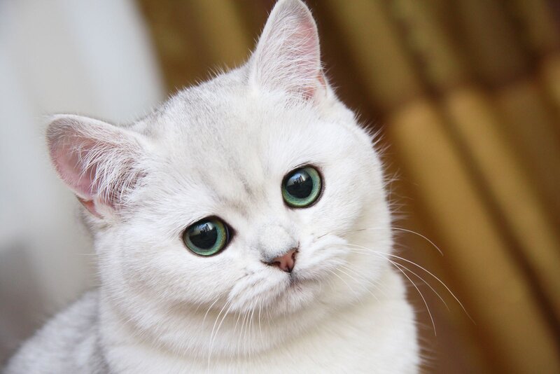 white cat with green eyes