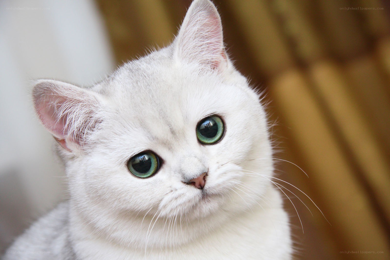 white cat with green eyes
