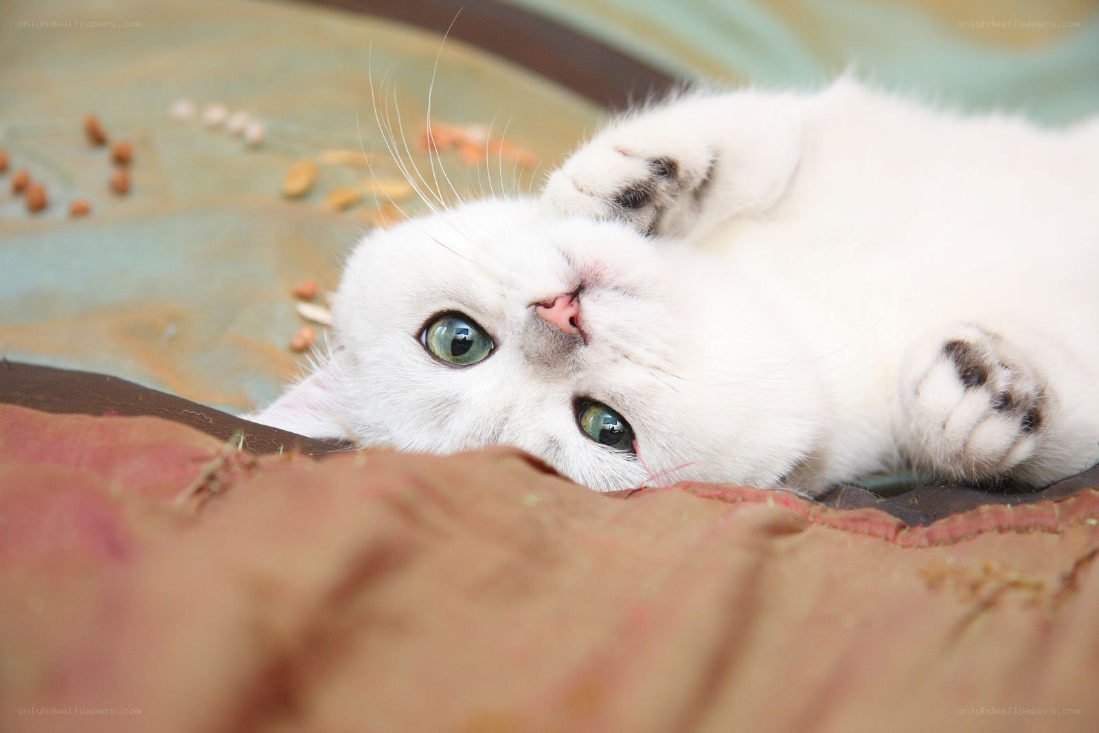 White cat with green eyes