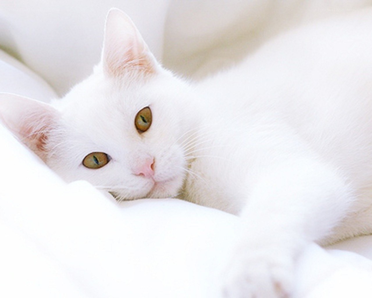 White cat with green eyes