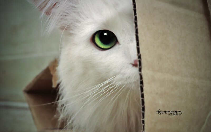 white cat with green eyes