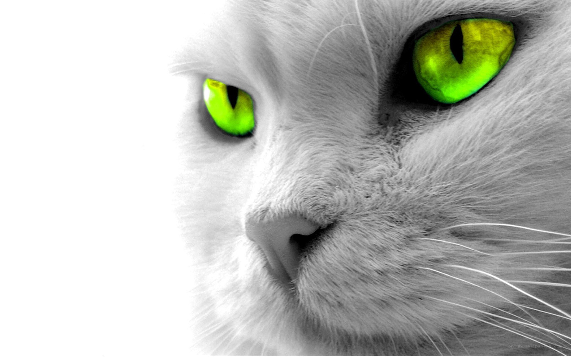 white cat with green eyes