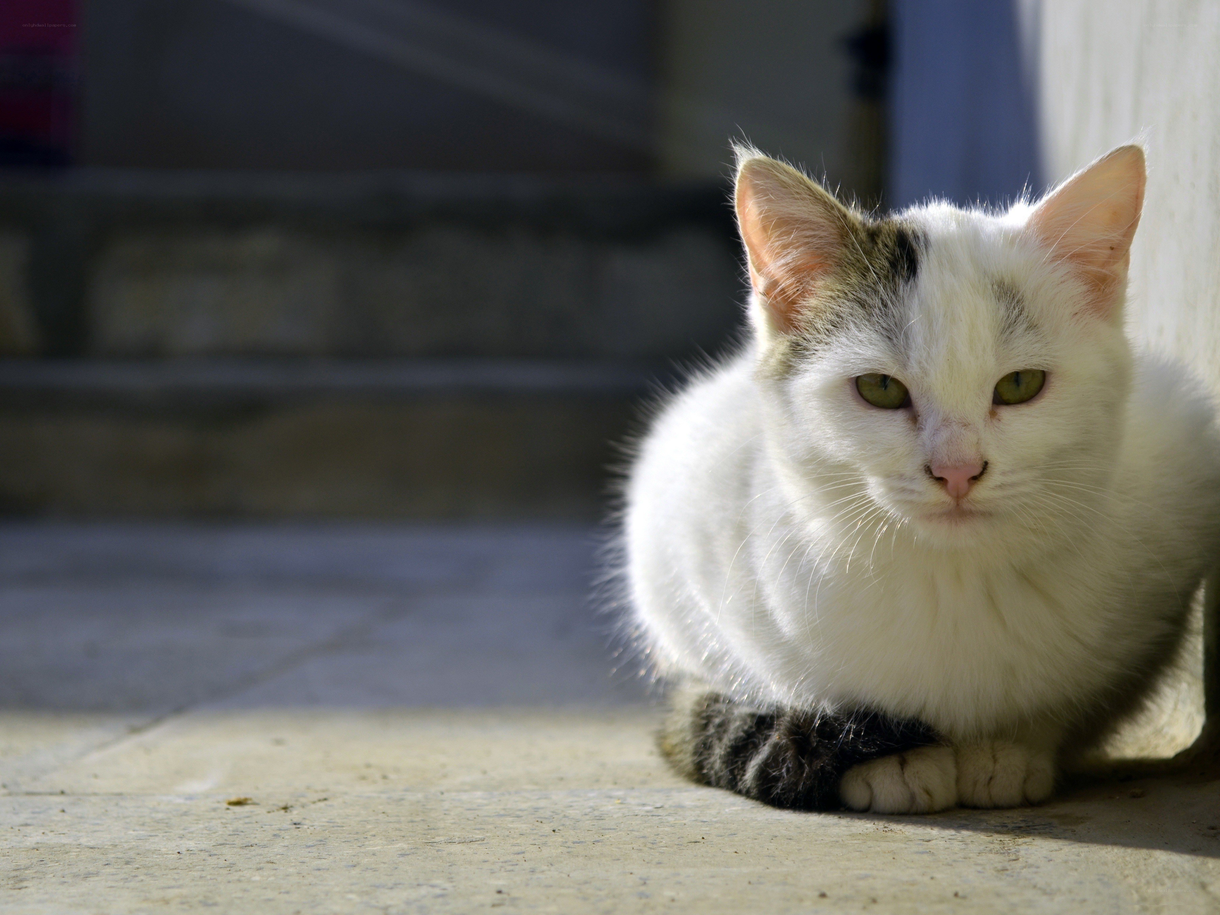 white cat with green eyes