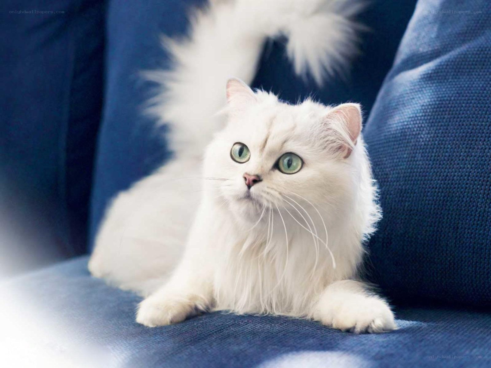 white cat with green eyes