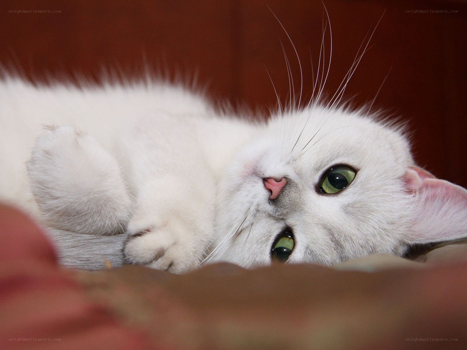 White cat with green eyes
