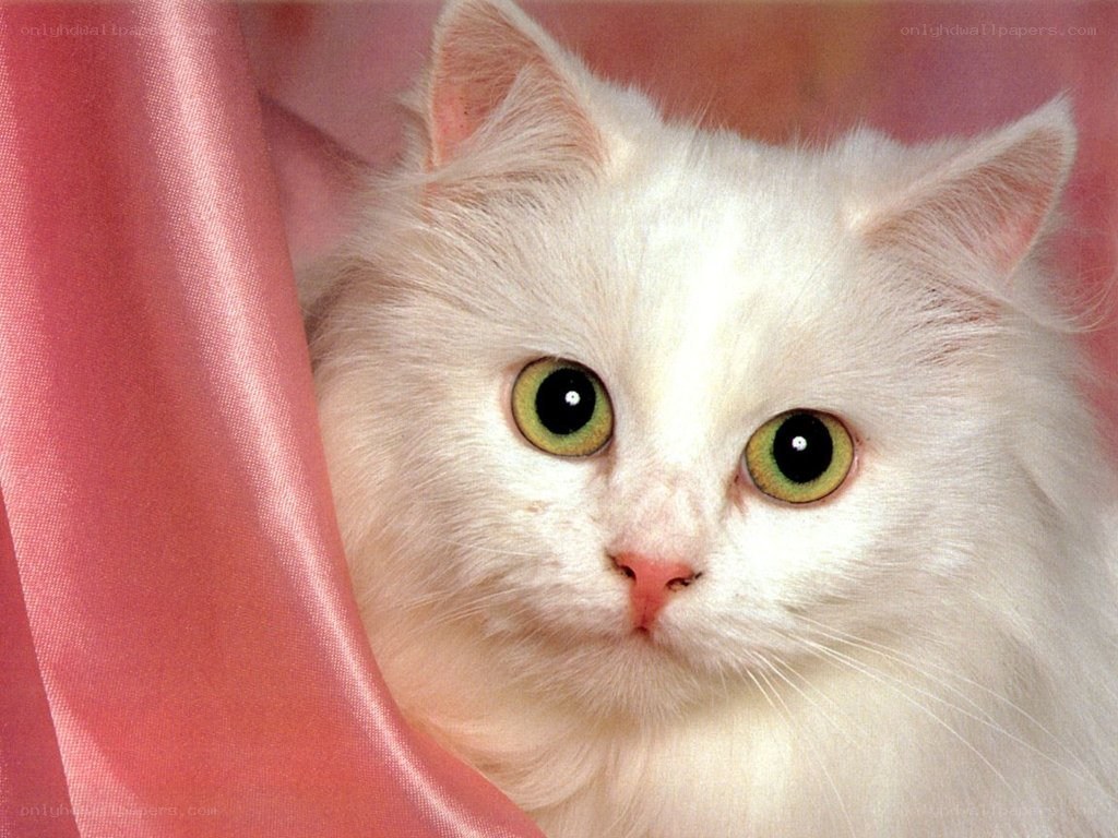 white cat with green eyes