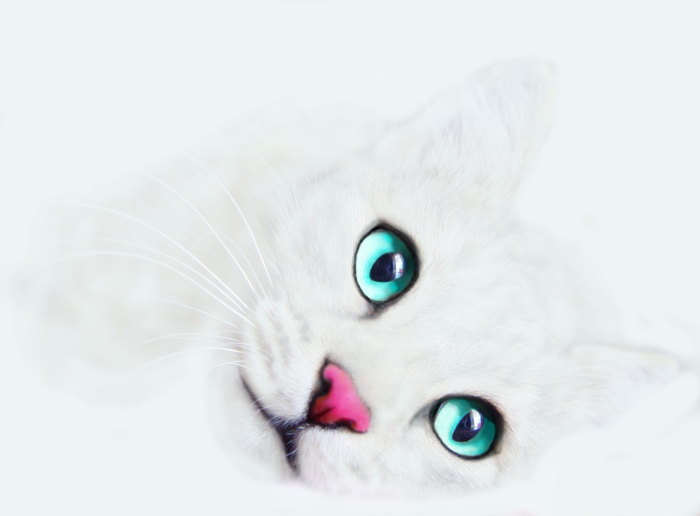 white cat with green eyes