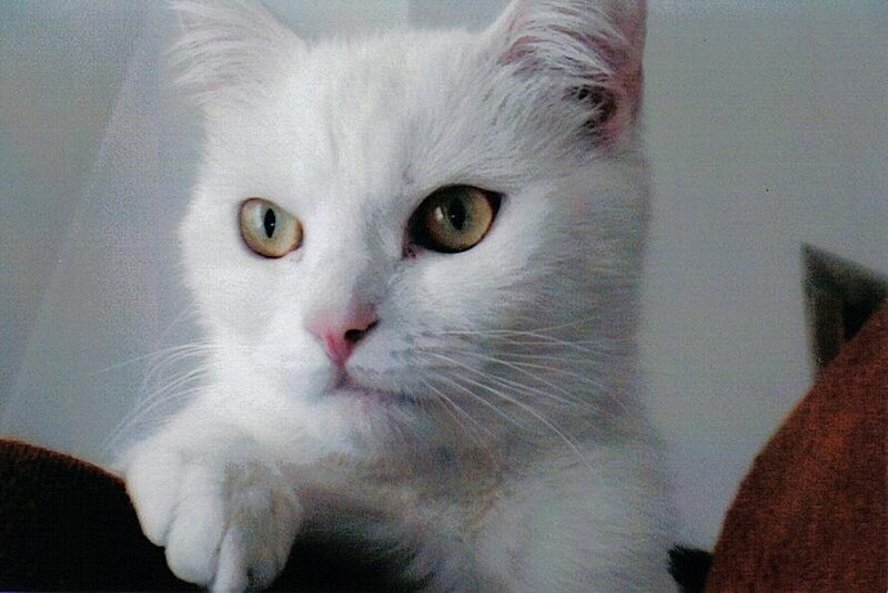 white cat with green eyes