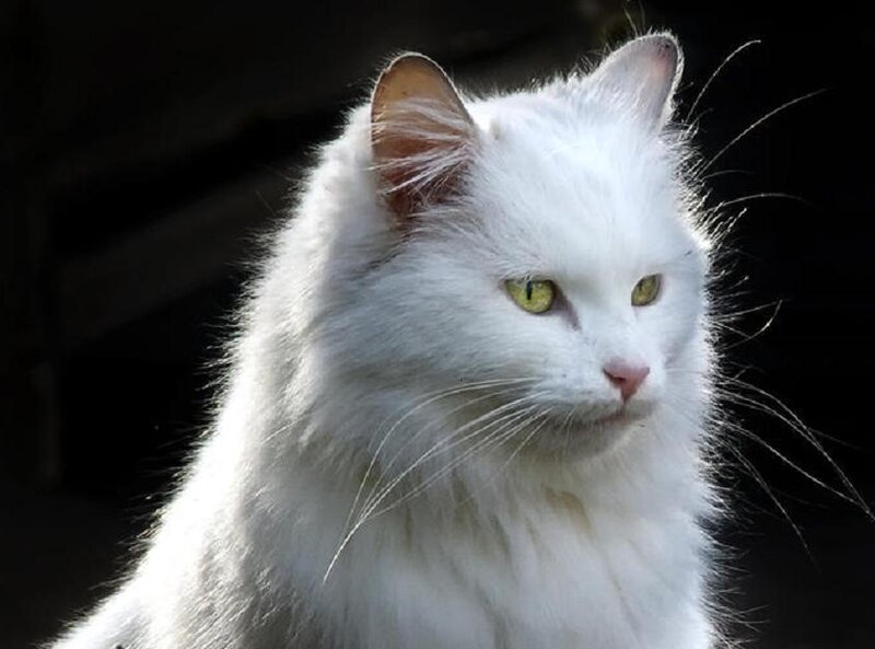 white cat with green eyes