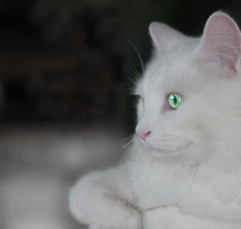 white cat with green eyes