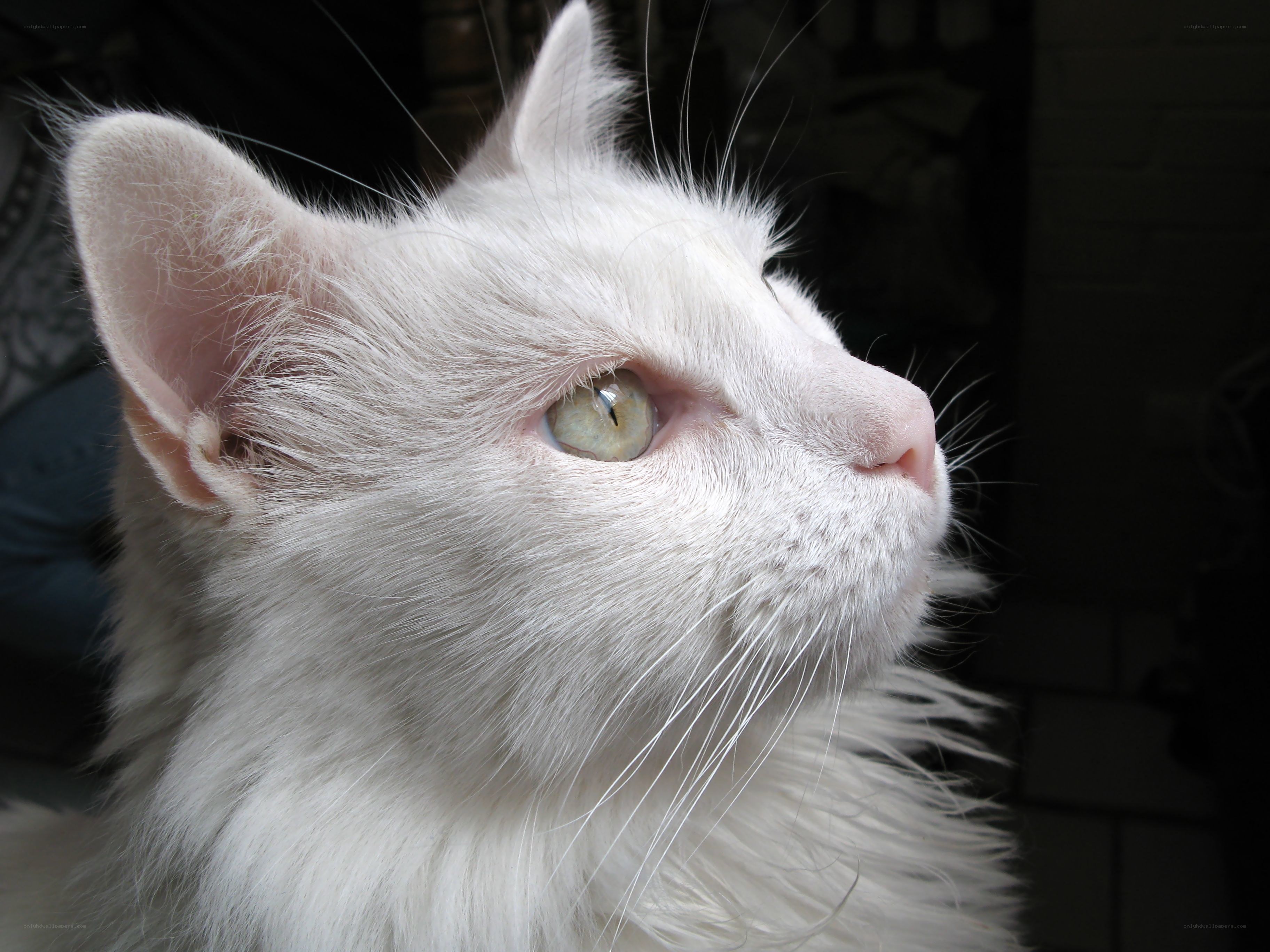 white cat with green eyes