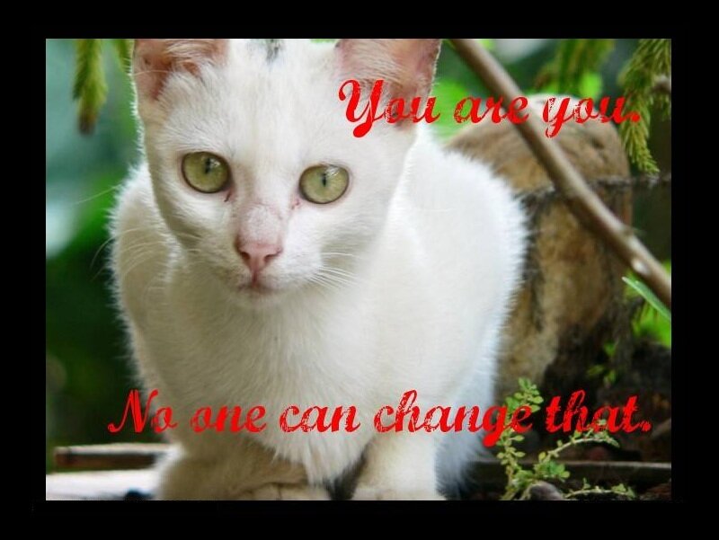 white cat with green eyes