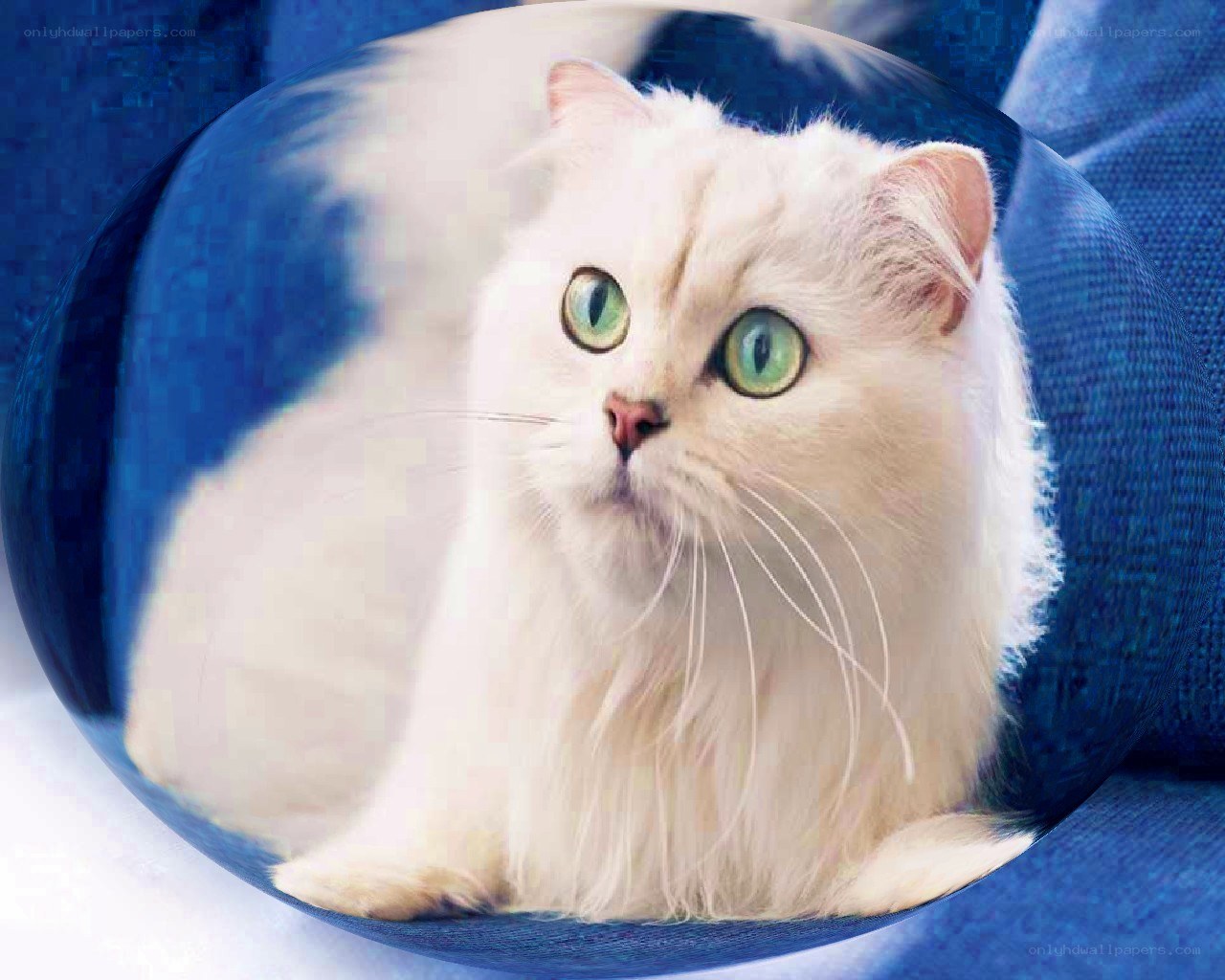 white cat with green eyes