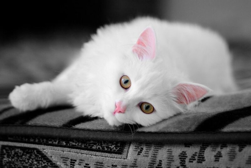 white cat with green eyes