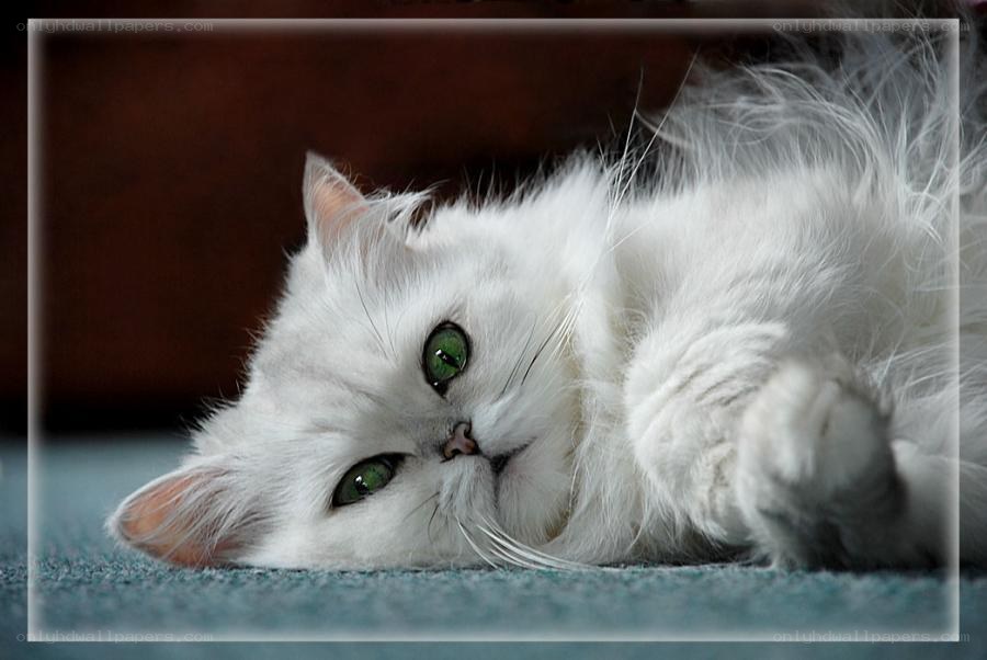 white cat with green eyes