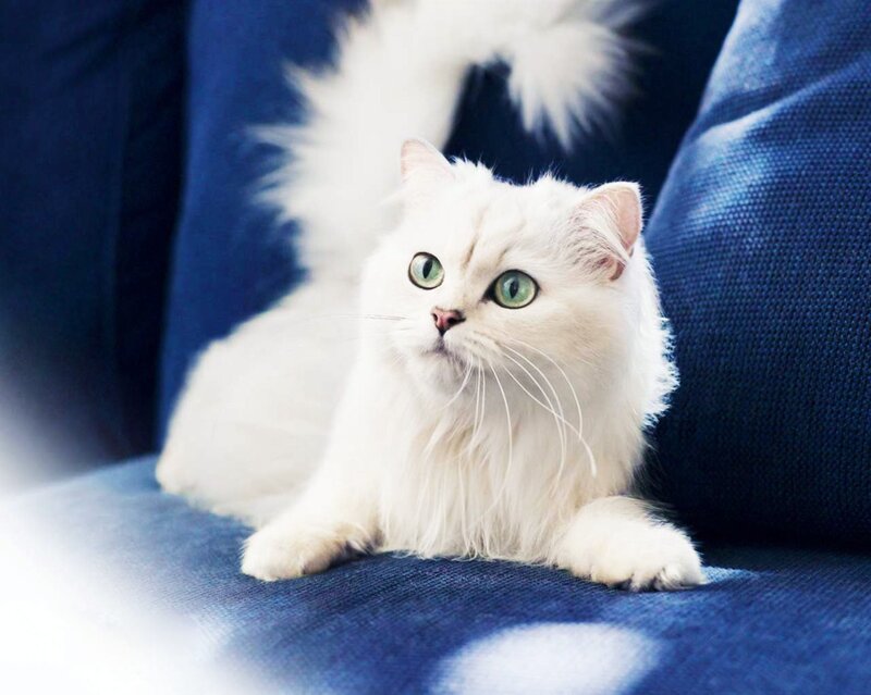 white cat with green eyes
