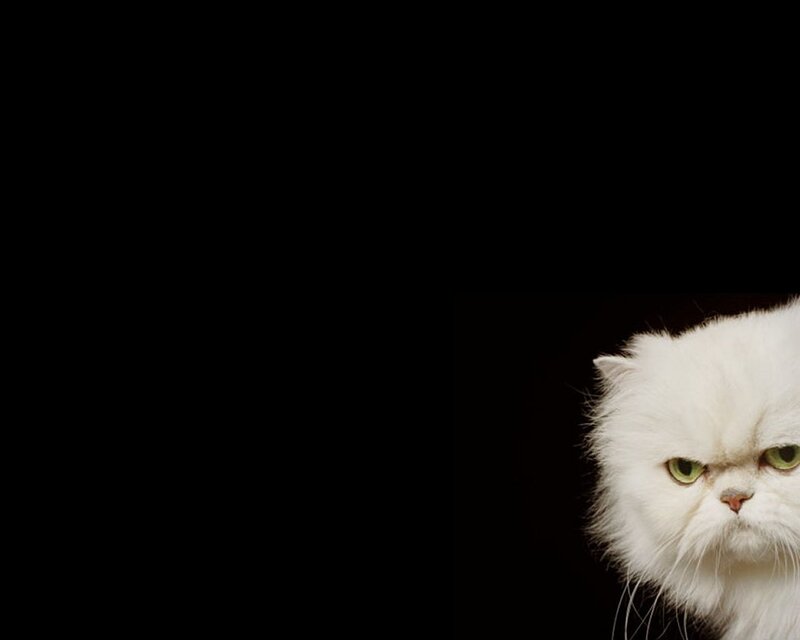 white cat with green eyes