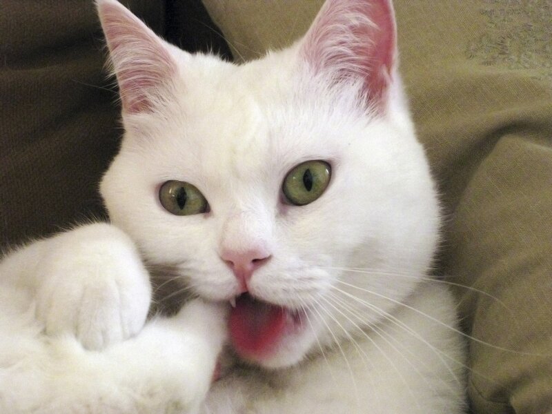 white cat with green eyes