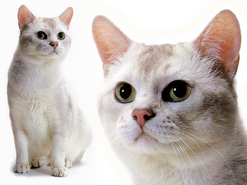 white cat with green eyes