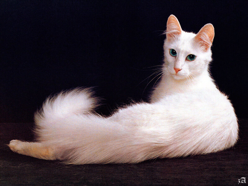 white cat with green eyes