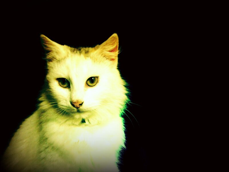 White Cat with Green Eyes — Black