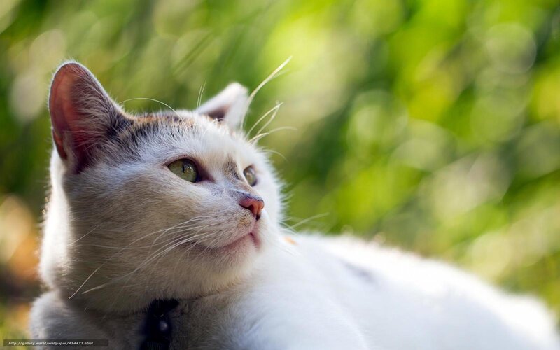 White Cat with Green Eyes — Calm, Afternoon, Photograph, Collar