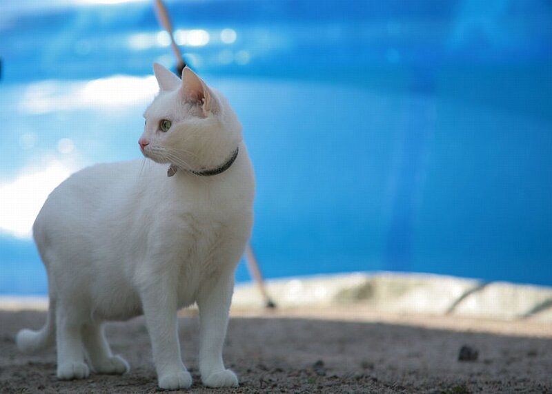 White Cat with Green Eyes — Calm, Afternoon