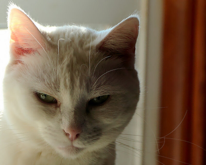 White Cat with Green Eyes — Calm, Morning