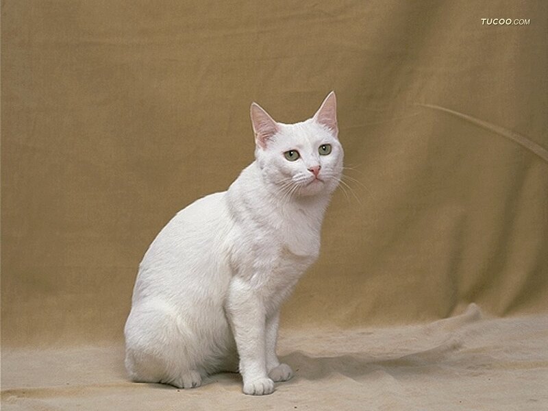 White Cat with Green Eyes — Calm, Photograph, Background