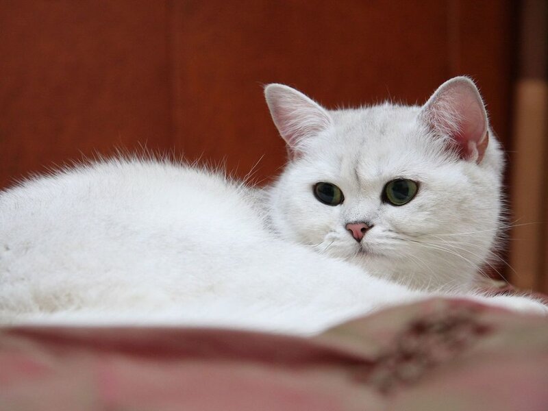 White Cat with Green Eyes — Calm, Photograph, Bed